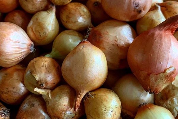 Kraken onion ссылка