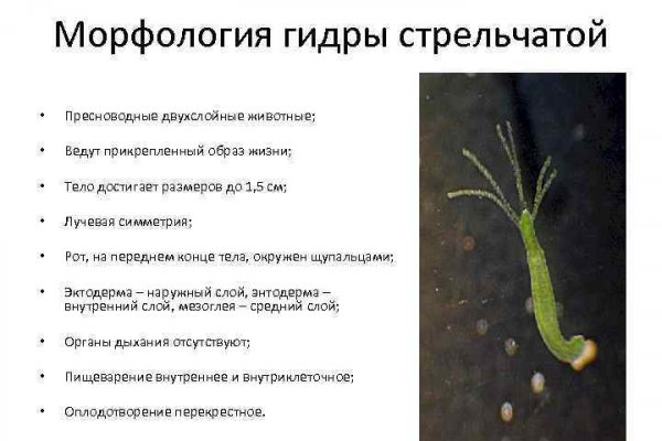 Kraken как найти ссылку