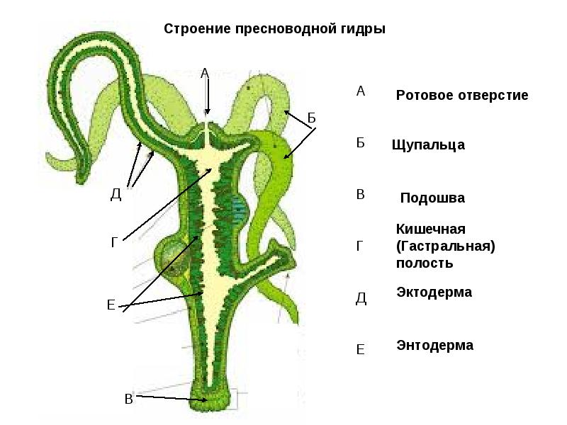Кракен маркетплейс ссылка